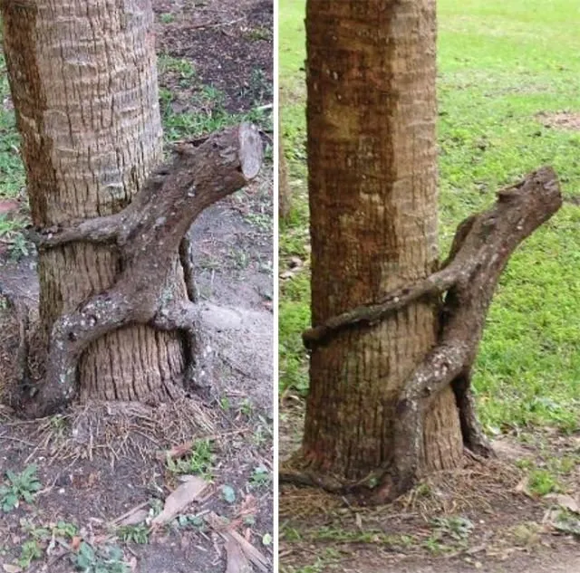 15 Pohon Aneh yang Bentuknya Bikin Ngeri. Ini Pohon Atau Jelmaan Makhluk Aneh ya? 20