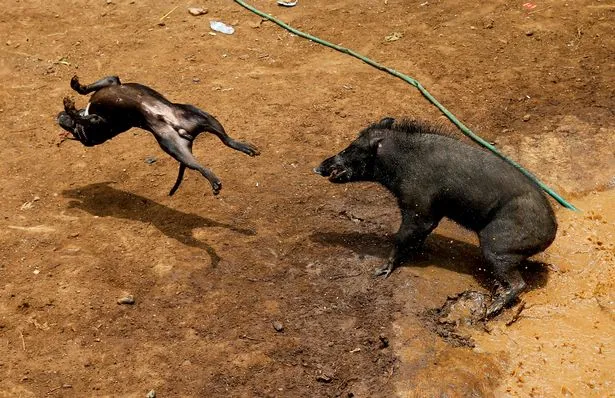 Adu Celeng vs Anjing Dibilang Keji, Tapi Terlanjur Jadi Tradisi 11