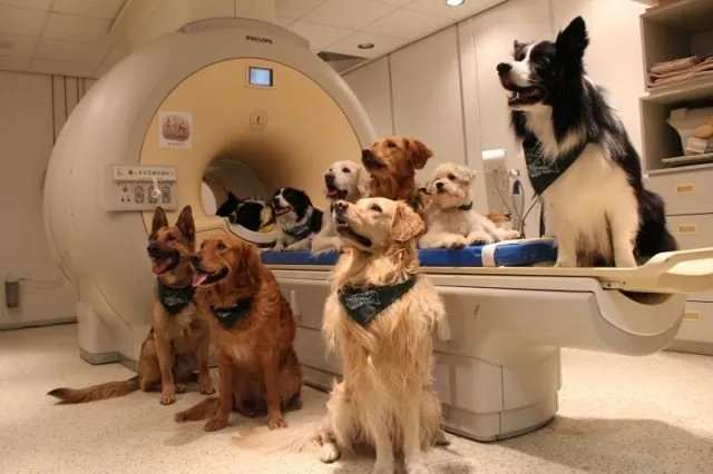 Dilatih Duduk di Mesin MRI, Peneliti Kini Bisa Periksa Isi Otak Anjing. Hasilnya Menarik Banget! 7