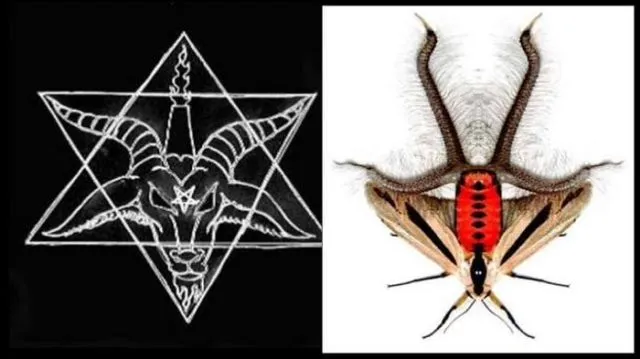 Creatonotos Gangis, Ini Lho Serangga Seram yang Bikin Orang Ketakutan 3