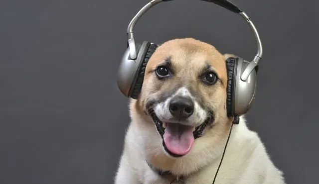 Dilatih Duduk di Mesin MRI, Peneliti Kini Bisa Periksa Isi Otak Anjing. Hasilnya Menarik Banget! 8