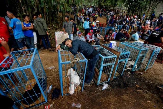 Adu Celeng vs Anjing Dibilang Keji, Tapi Terlanjur Jadi Tradisi 12