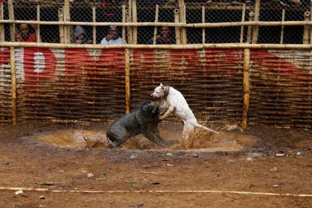 Adu Celeng vs Anjing Dibilang Keji, Tapi Terlanjur Jadi Tradisi 13