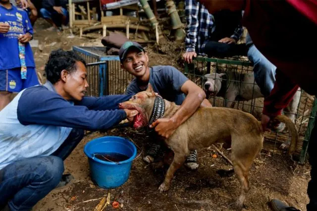 Adu Celeng vs Anjing Dibilang Keji, Tapi Terlanjur Jadi Tradisi 18