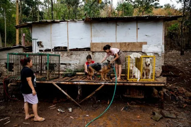 Adu Celeng vs Anjing Dibilang Keji, Tapi Terlanjur Jadi Tradisi 19