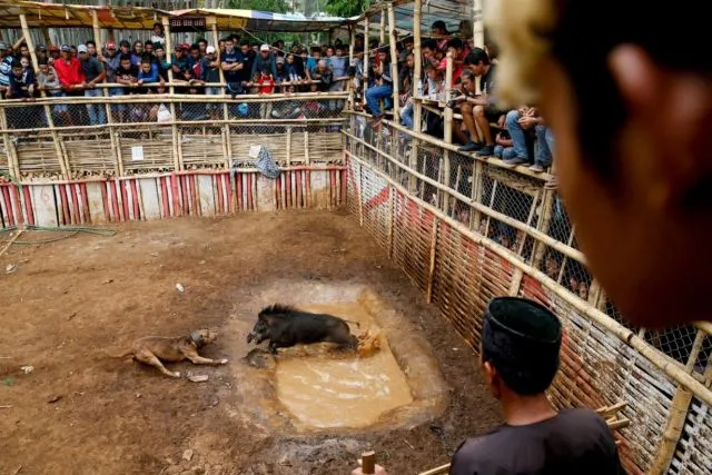Adu Celeng vs Anjing Dibilang Keji, Tapi Terlanjur Jadi Tradisi 14