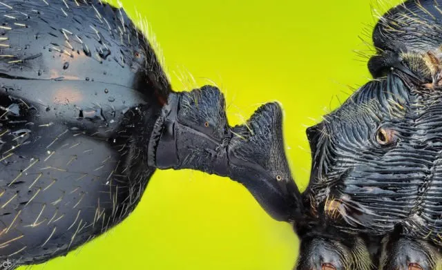15 Foto Pemenang Kompetisi Nikon Mikro Fotografi. Dunia Mini Penuh Misteri ya! 19