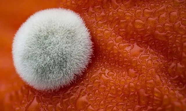 15 Foto Pemenang Kompetisi Nikon Mikro Fotografi. Dunia Mini Penuh Misteri ya! 21