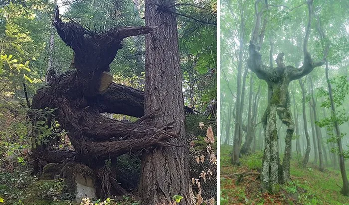 15 Pohon Aneh yang Bentuknya Bikin Ngeri. Ini Pohon Atau Jelmaan Makhluk Aneh ya?