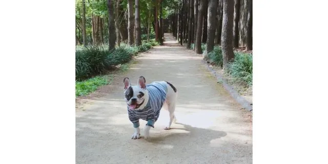 Bugsy, Anjing Siwon Suju Gigit CEO Restoran Hingga Meninggal 6