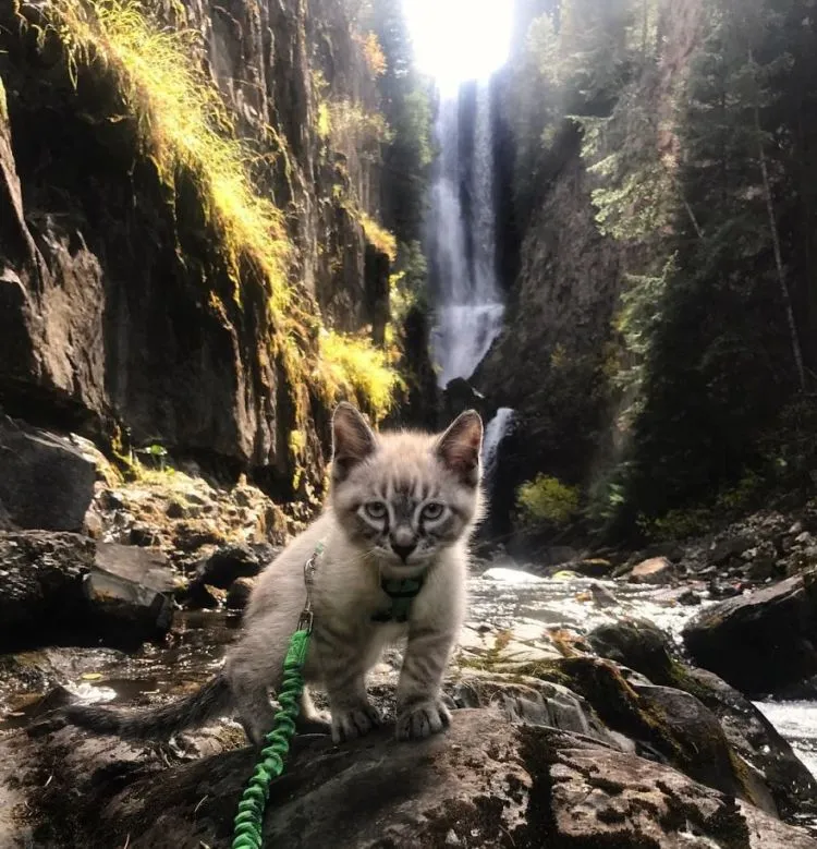 Potret Persahabatan Kucing dan Anjing yang Traveling Bareng Ini Bikin Baper! Unyu Banget Sih 19