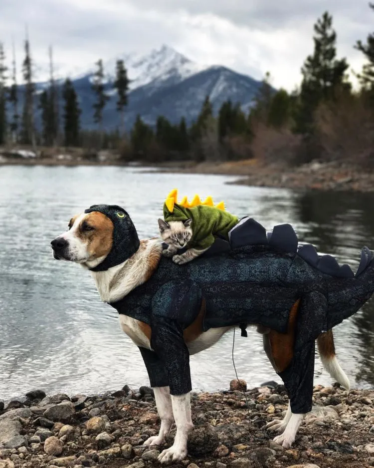 Potret Persahabatan Kucing dan Anjing yang Traveling Bareng Ini Bikin Baper! Unyu Banget Sih 23