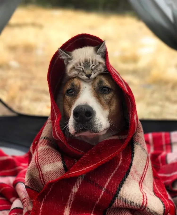 Potret Persahabatan Kucing dan Anjing yang Traveling Bareng Ini Bikin Baper! Unyu Banget Sih 22