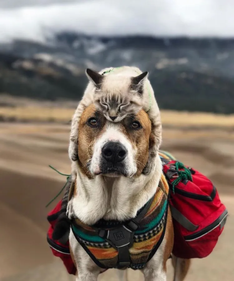 Potret Persahabatan Kucing dan Anjing yang Traveling Bareng Ini Bikin Baper! Unyu Banget Sih 17