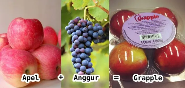 Bukan Hanya Mangga Alpukat, 10 Varian Buah Hasil Persilangan Ini Nggak Kalah Uniknya. Penasaran Deh! 13