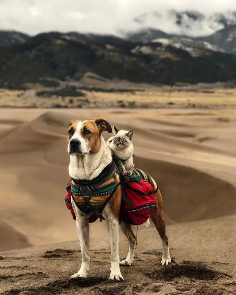 Potret Persahabatan Kucing dan Anjing yang Traveling Bareng Ini Bikin Baper! Unyu Banget Sih 24