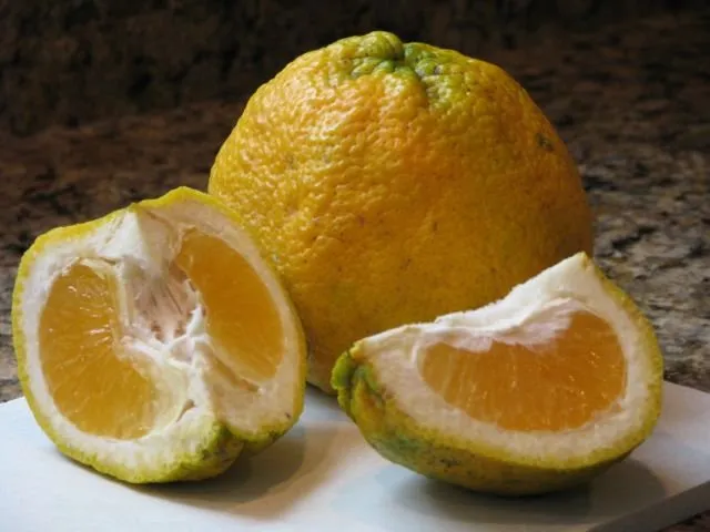 Bukan Hanya Mangga Alpukat, 10 Varian Buah Hasil Persilangan Ini Nggak Kalah Uniknya. Penasaran Deh! 17