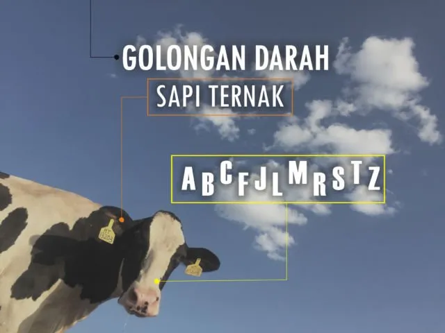 Golongan Darah Manusia Ada 4, Anjing Ternyata Punya 13. Hewan Lain Gimana Ya?! 11
