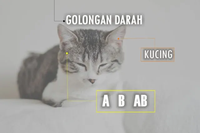 Golongan Darah Manusia Ada 4, Anjing Ternyata Punya 13. Hewan Lain Gimana Ya?! 10