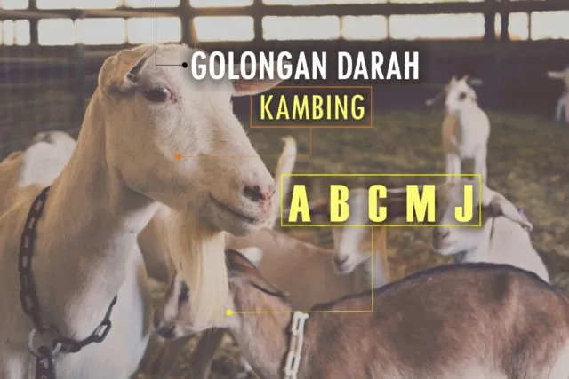 Golongan Darah Manusia Ada 4, Anjing Ternyata Punya 13. Hewan Lain Gimana Ya?! 13