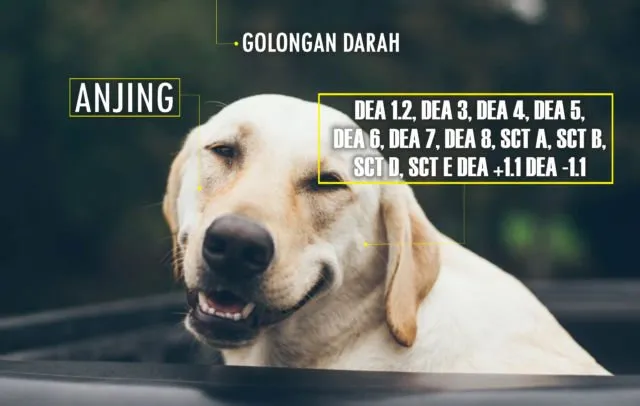 Golongan Darah Manusia Ada 4, Anjing Ternyata Punya 13. Hewan Lain Gimana Ya?! 9