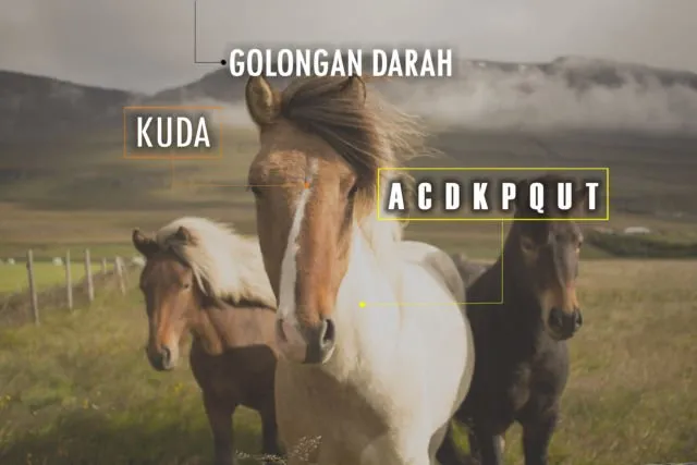 Golongan Darah Manusia Ada 4, Anjing Ternyata Punya 13. Hewan Lain Gimana Ya?! 14