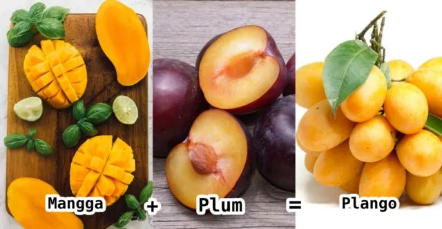 Bukan Hanya Mangga Alpukat, 10 Varian Buah Hasil Persilangan Ini Nggak Kalah Uniknya. Penasaran Deh! 18