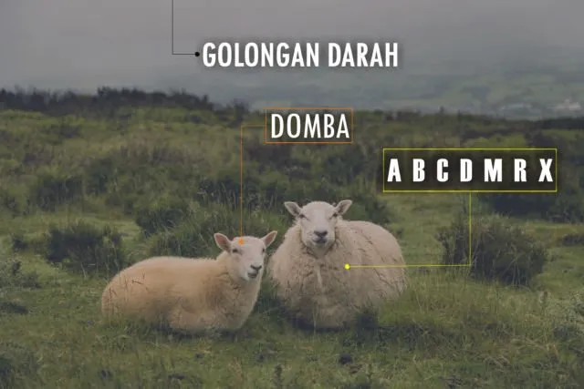 Golongan Darah Manusia Ada 4, Anjing Ternyata Punya 13. Hewan Lain Gimana Ya?! 12