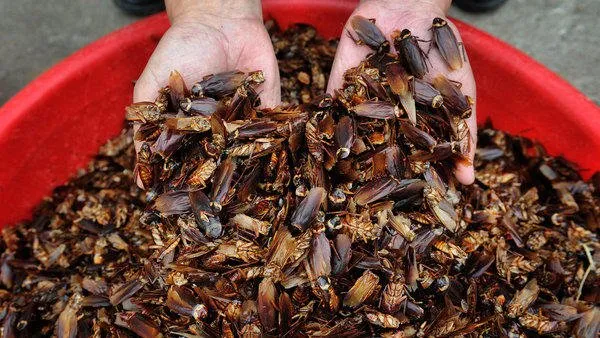 Tak Disangka, 5 Hewan Menjijikkan Ini Ternyata Menyimpan Banyak Manfaat. Jangan Jijik Duluan 6