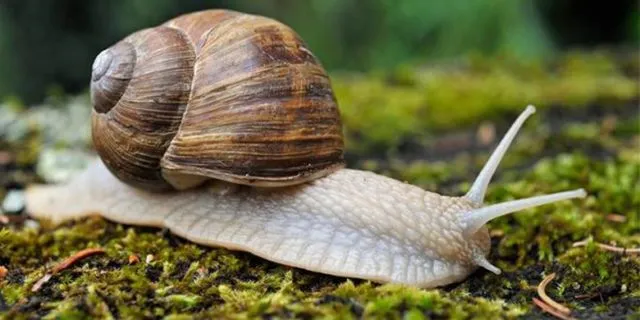 Tak Disangka, 5 Hewan Menjijikkan Ini Ternyata Menyimpan Banyak Manfaat. Jangan Jijik Duluan 10