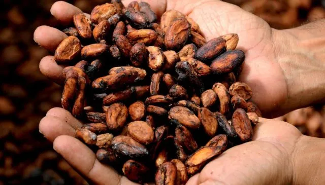 Indonesia Bakal Punya Pabrik Cokelat Terbesar di Jawa. Nggak Perlu Lagi Beli Cokelat di Luar Negeri 6