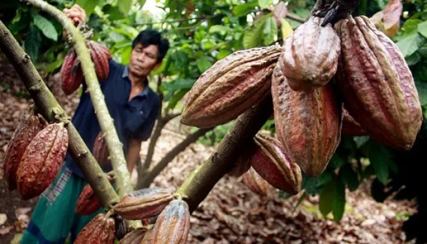 Indonesia Bakal Punya Pabrik Cokelat Terbesar di Jawa. Nggak Perlu Lagi Beli Cokelat di Luar Negeri 8