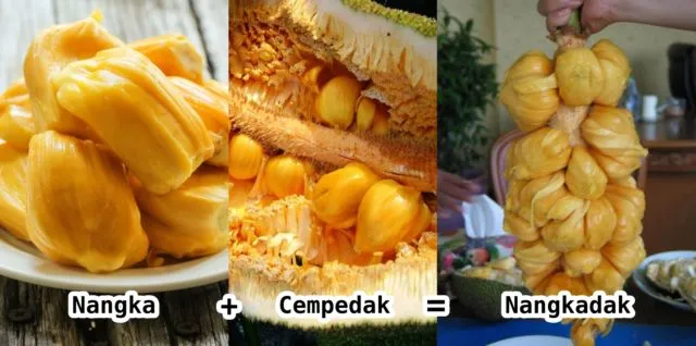 Bukan Hanya Mangga Alpukat, 10 Varian Buah Hasil Persilangan Ini Nggak Kalah Uniknya. Penasaran Deh! 16
