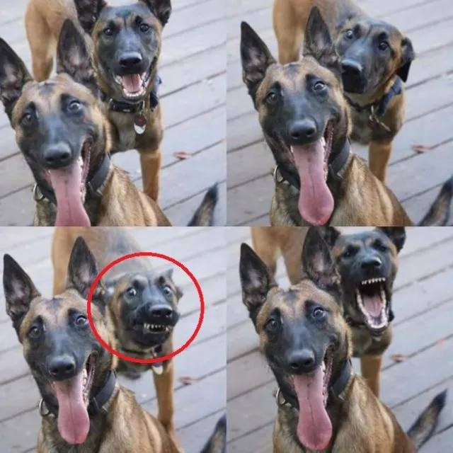 Foto yang Gagal Nggak Selamanya Buruk. 16 Photobomb ini Justru Punya Cerita Lain yang Lebih Menarik 28