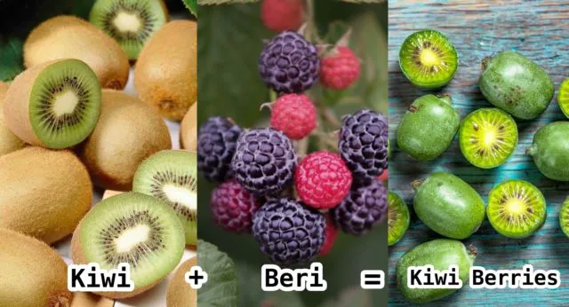 Bukan Hanya Mangga Alpukat, 10 Varian Buah Hasil Persilangan Ini Nggak Kalah Uniknya. Penasaran Deh! 12