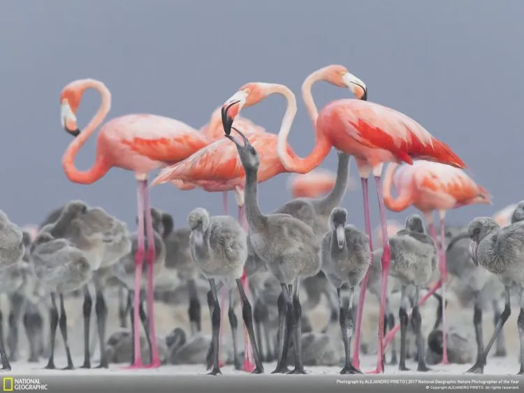 12 Foto Alam Terbaik Pemenang Kompetisi National Geographic 2017. Sangat Juara dan Berkelas Dunia! 14