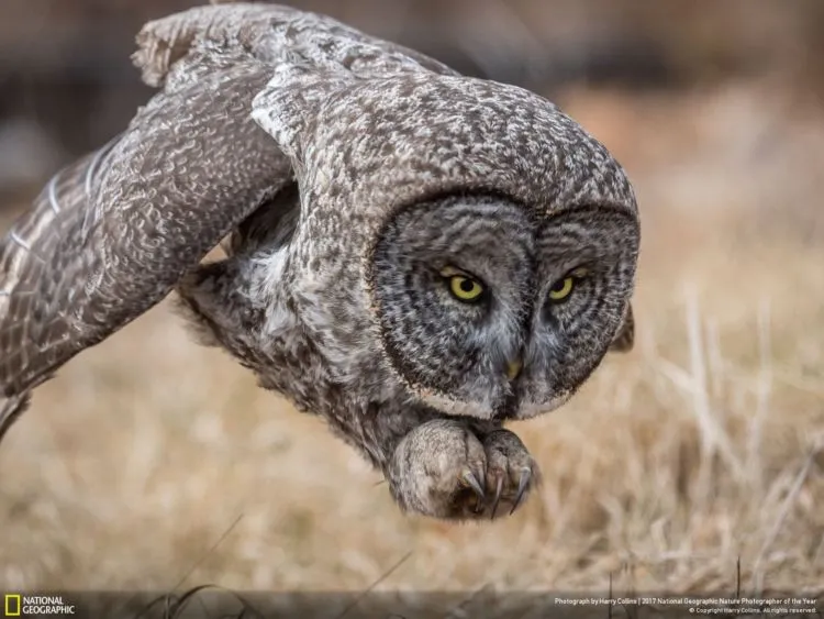12 Foto Alam Terbaik Pemenang Kompetisi National Geographic 2017. Sangat Juara dan Berkelas Dunia! 17