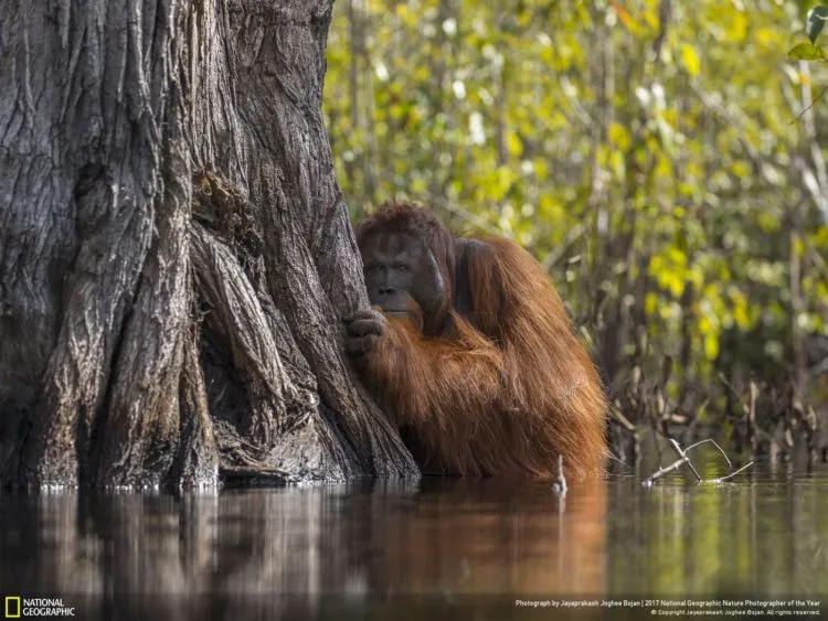 12 Foto Alam Terbaik Pemenang Kompetisi National Geographic 2017. Sangat Juara dan Berkelas Dunia! 13