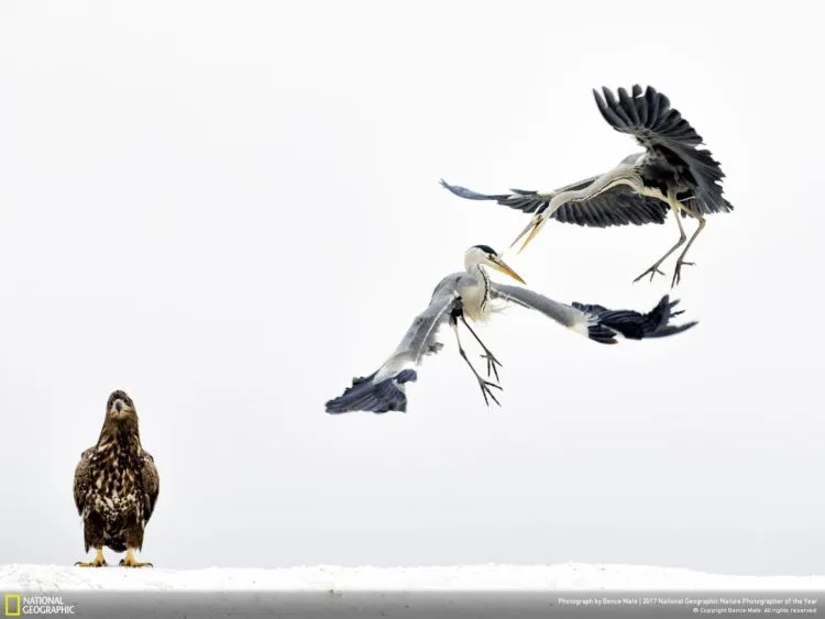 12 Foto Alam Terbaik Pemenang Kompetisi National Geographic 2017. Sangat Juara dan Berkelas Dunia! 15