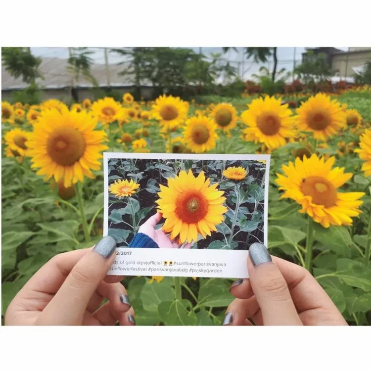 Kebun Bunga Matahari di Paris van Java, Bandung. Destinasi 'Zaman Now' yang Harus Kamu Datangi! 5