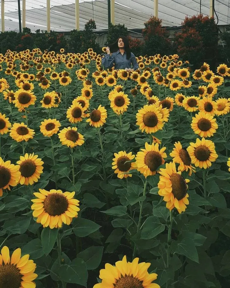 Kebun Bunga Matahari di Paris van Java, Bandung. Destinasi 'Zaman Now' yang Harus Kamu Datangi! 4
