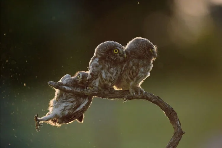 12+ Foto Pemenang Kompetisi Fotografi Comedy Wildlife Ini Keren dan Lucu Abis! 15