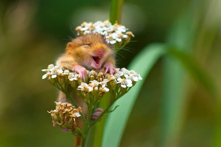 12+ Foto Pemenang Kompetisi Fotografi Comedy Wildlife Ini Keren dan Lucu Abis! 16