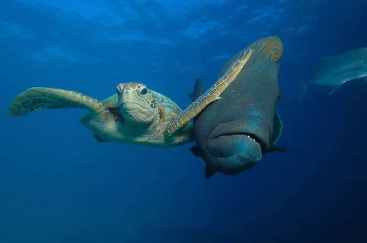 12+ Foto Pemenang Kompetisi Fotografi Comedy Wildlife Ini Keren dan Lucu Abis! 18