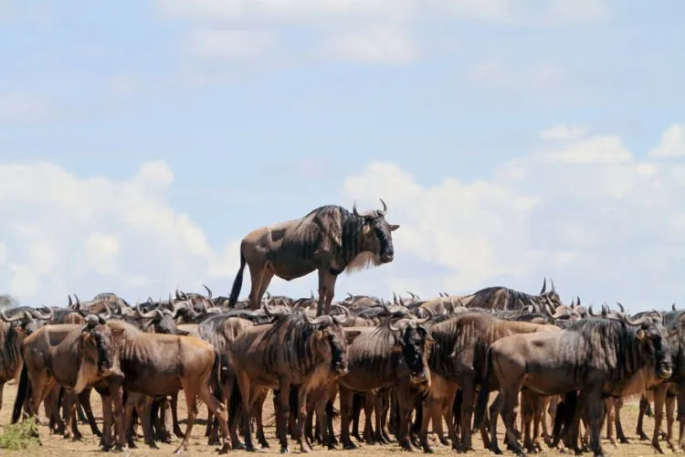 12+ Foto Pemenang Kompetisi Fotografi Comedy Wildlife Ini Keren dan Lucu Abis! 19