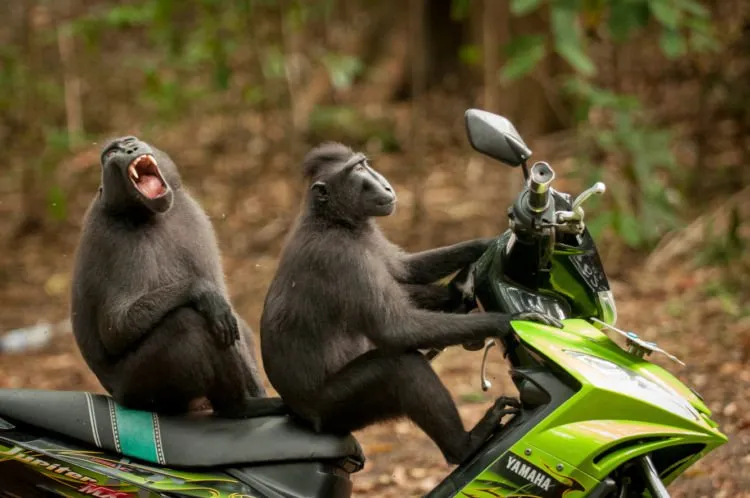 12+ Foto Pemenang Kompetisi Fotografi Comedy Wildlife Ini Keren dan Lucu Abis! 20