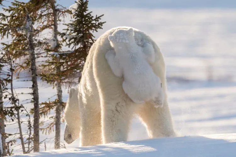 12+ Foto Pemenang Kompetisi Fotografi Comedy Wildlife Ini Keren dan Lucu Abis! 21