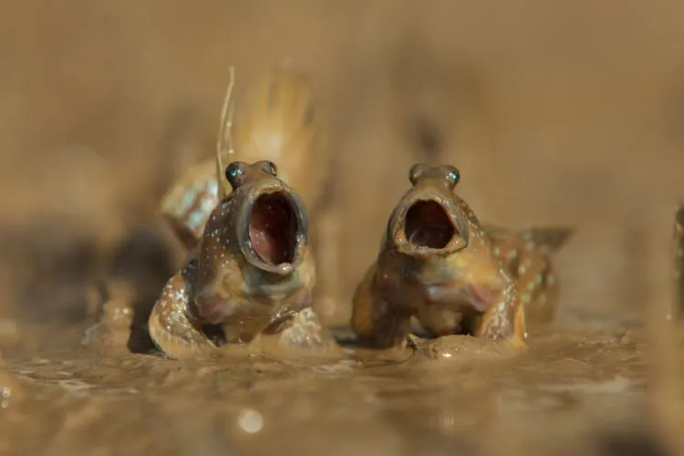 12+ Foto Pemenang Kompetisi Fotografi Comedy Wildlife Ini Keren dan Lucu Abis! 23