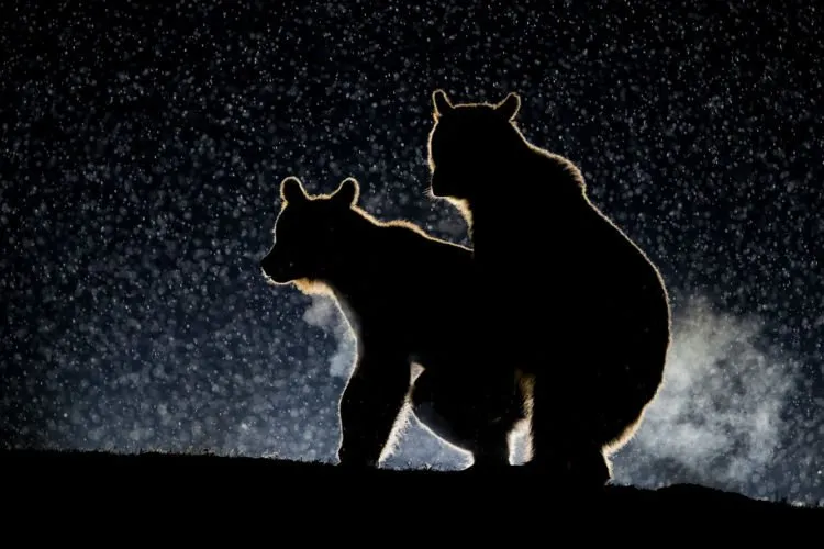 12+ Foto Pemenang Kompetisi Fotografi Comedy Wildlife Ini Keren dan Lucu Abis! 26