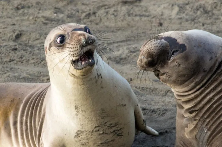 12+ Foto Pemenang Kompetisi Fotografi Comedy Wildlife Ini Keren dan Lucu Abis! 22